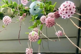 這5種陰花，「無光」長得歡，養在家裡省心省事還漂亮