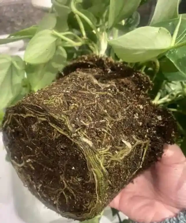 室內養盆栽黃金葛黃葉常見的幾個原因,如何挽救?如何讓葉子長大?