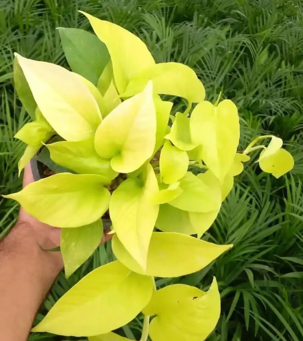 室內養盆栽黃金葛黃葉常見的幾個原因,如何挽救?如何讓葉子長大?