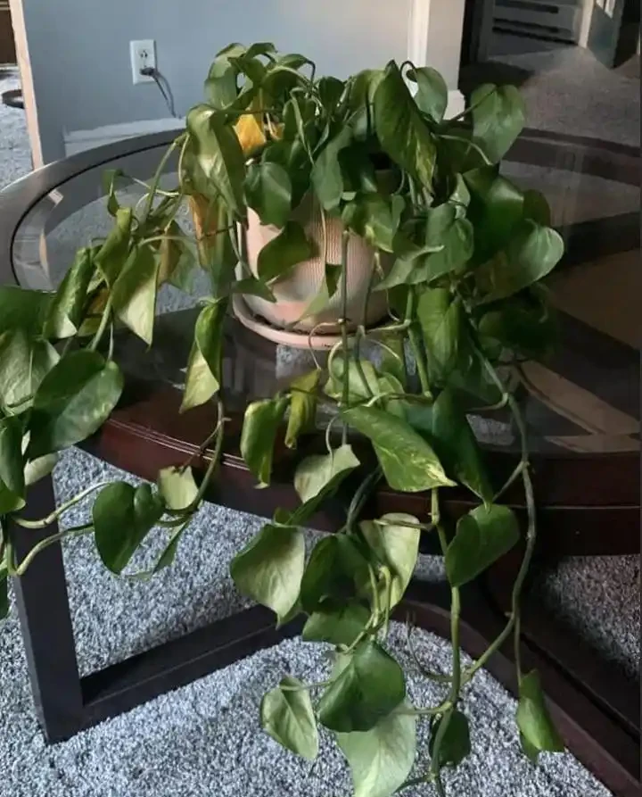 室內養盆栽黃金葛黃葉常見的幾個原因,如何挽救?如何讓葉子長大?