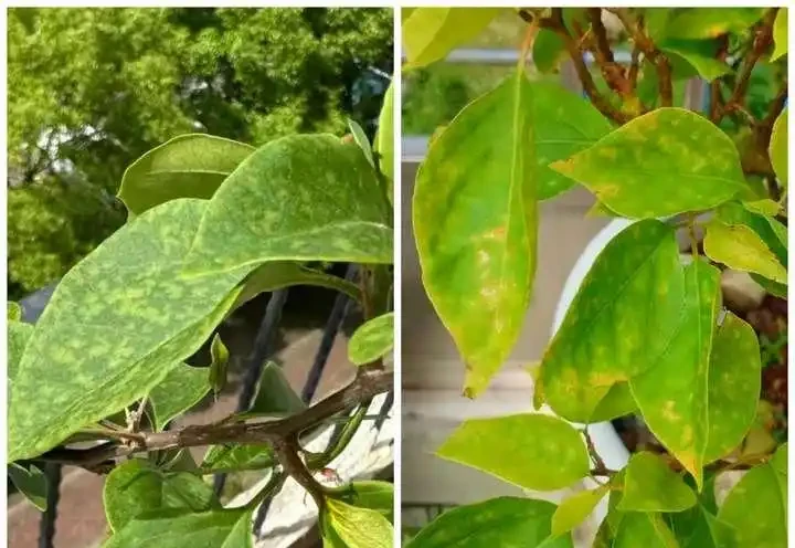 葉子發黃不可怕，32張九重葛黃葉圖例，對症判斷病症，防治更輕鬆