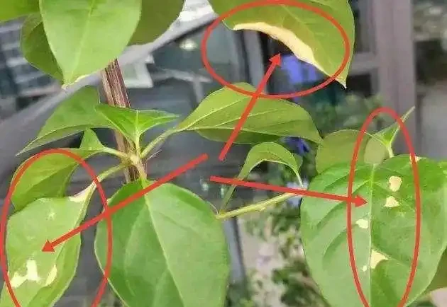 葉子發黃不可怕，32張九重葛黃葉圖例，對症判斷病症，防治更輕鬆