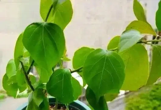 葉子發黃不可怕，32張九重葛黃葉圖例，對症判斷病症，防治更輕鬆
