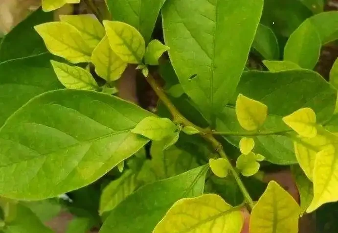 葉子發黃不可怕，32張九重葛黃葉圖例，對症判斷病症，防治更輕鬆