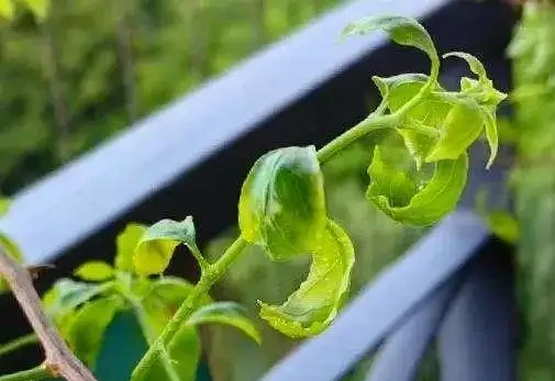 葉子發黃不可怕，32張九重葛黃葉圖例，對症判斷病症，防治更輕鬆