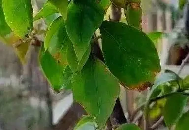 葉子發黃不可怕，32張九重葛黃葉圖例，對症判斷病症，防治更輕鬆