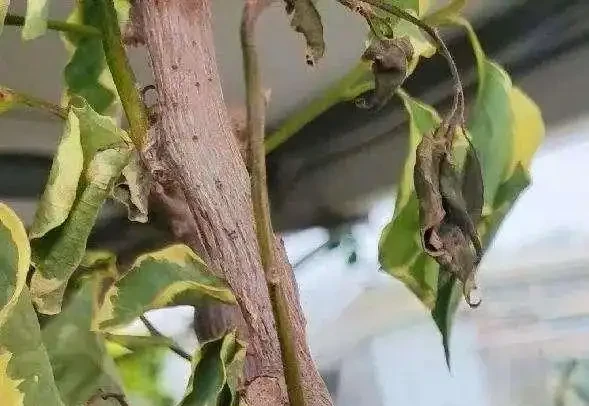 葉子發黃不可怕，32張九重葛黃葉圖例，對症判斷病症，防治更輕鬆