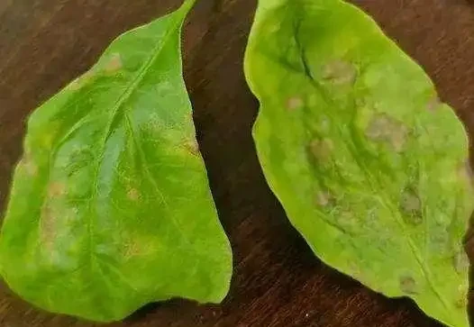 葉子發黃不可怕，32張九重葛黃葉圖例，對症判斷病症，防治更輕鬆