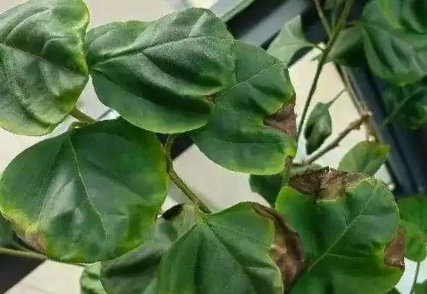葉子發黃不可怕，32張九重葛黃葉圖例，對症判斷病症，防治更輕鬆