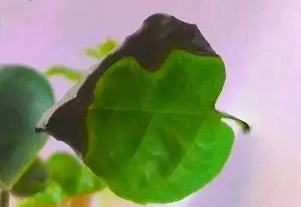 葉子發黃不可怕，32張九重葛黃葉圖例，對症判斷病症，防治更輕鬆