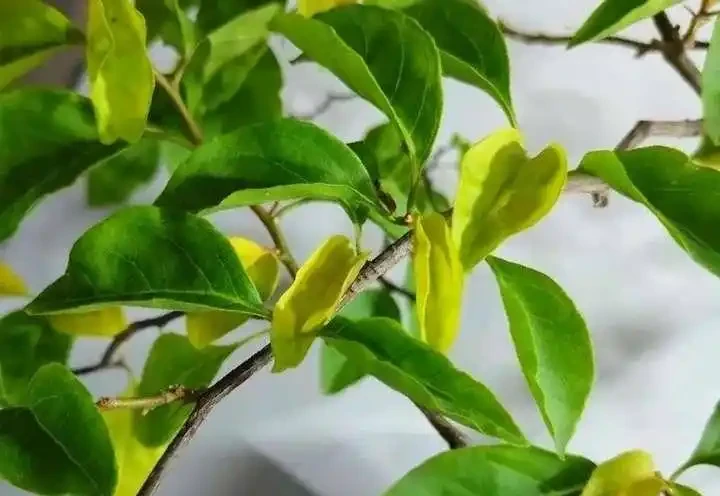 葉子發黃不可怕，32張九重葛黃葉圖例，對症判斷病症，防治更輕鬆