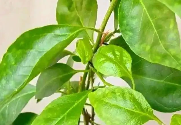 葉子發黃不可怕，32張九重葛黃葉圖例，對症判斷病症，防治更輕鬆