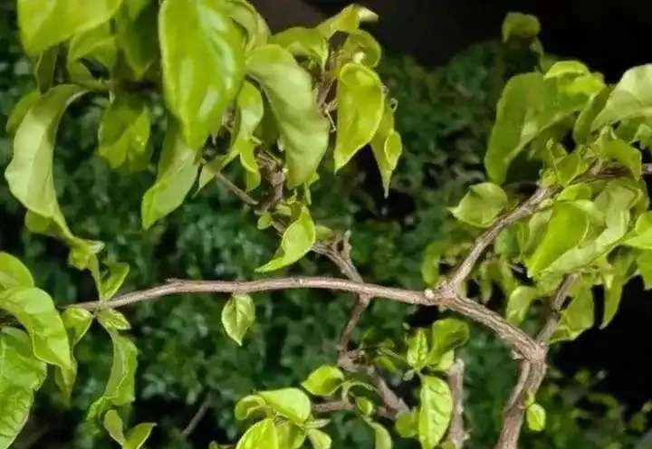 葉子發黃不可怕，32張九重葛黃葉圖例，對症判斷病症，防治更輕鬆