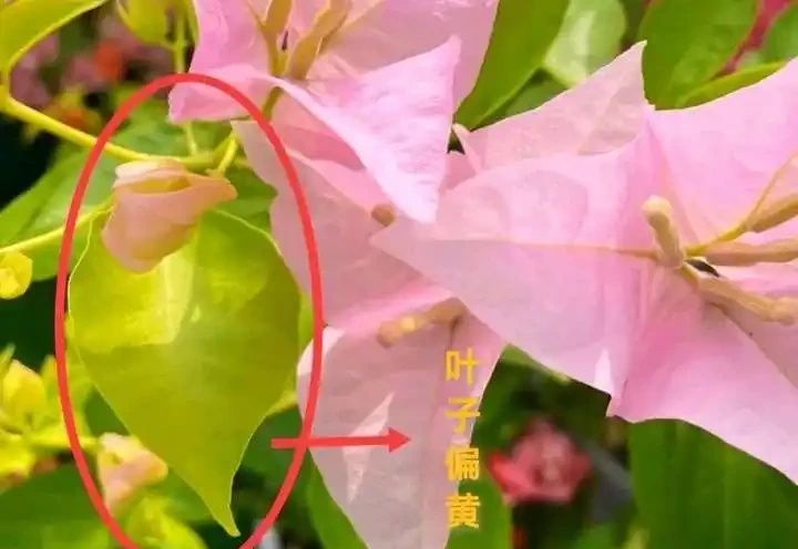 葉子發黃不可怕，32張九重葛黃葉圖例，對症判斷病症，防治更輕鬆