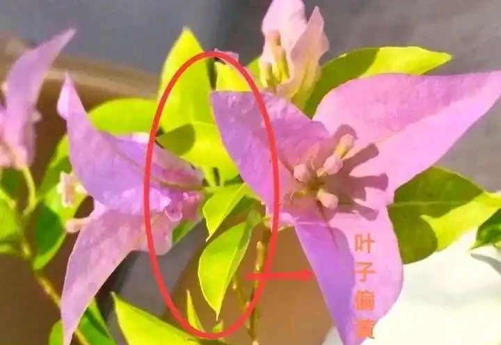 葉子發黃不可怕，32張九重葛黃葉圖例，對症判斷病症，防治更輕鬆