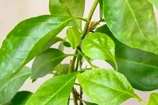 葉子發黃不可怕，32張九重葛黃葉圖例，對症判斷病症，防治更輕鬆