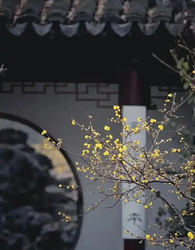「院種六樹，十宅九富」，適合院子種植的6種樹，你家裡有嗎？