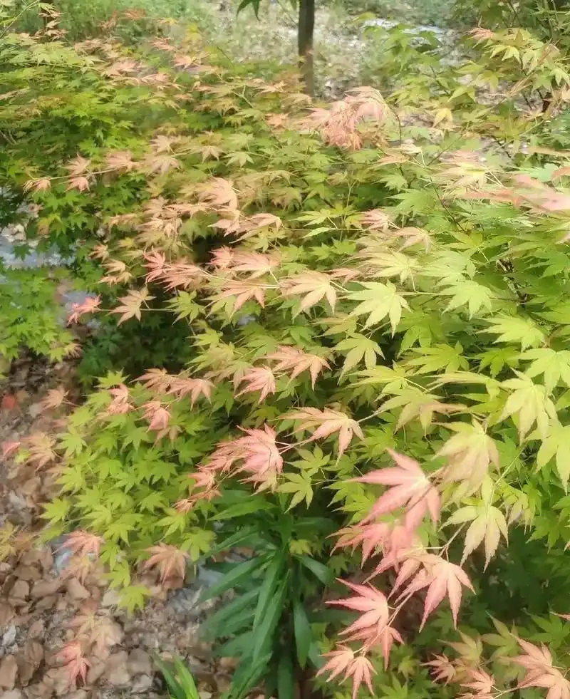 「院種六樹，十宅九富」，適合院子種植的6種樹，你家裡有嗎？