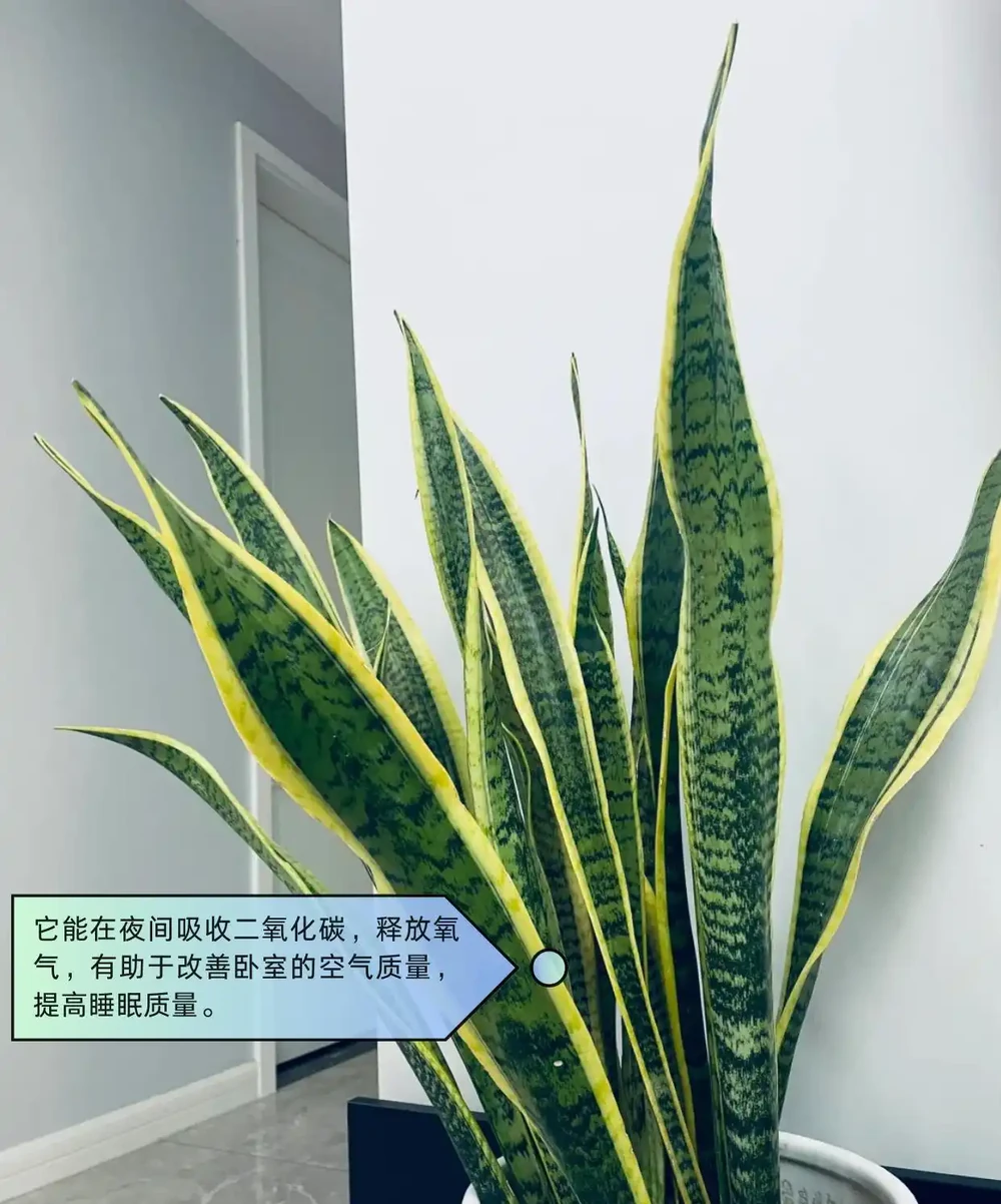適合臥室的綠植盤點
