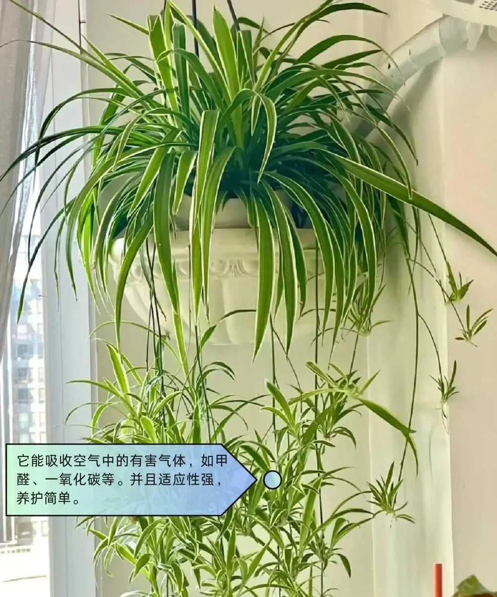 適合臥室的綠植盤點