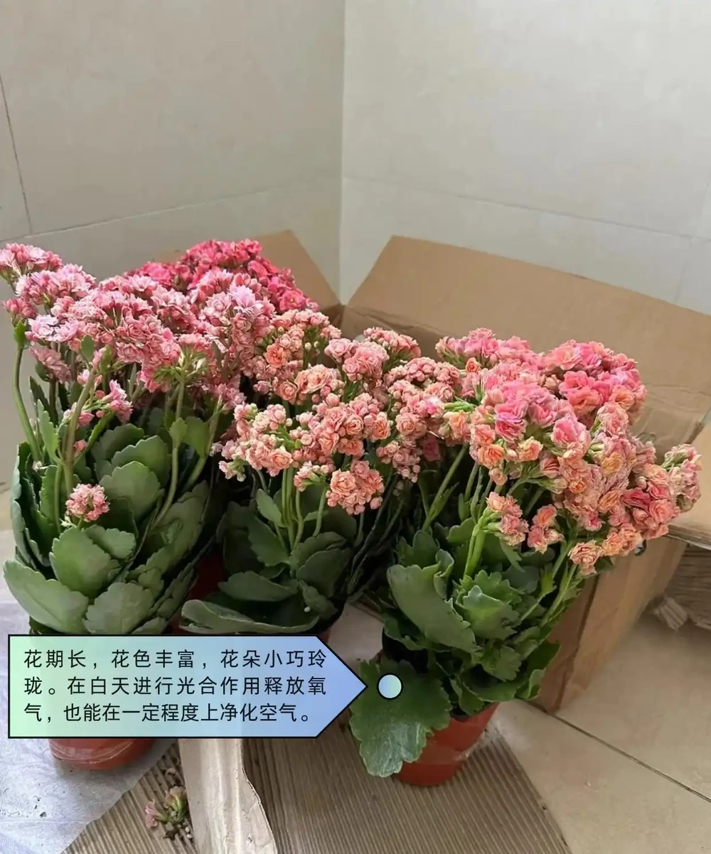 適合臥室的綠植盤點