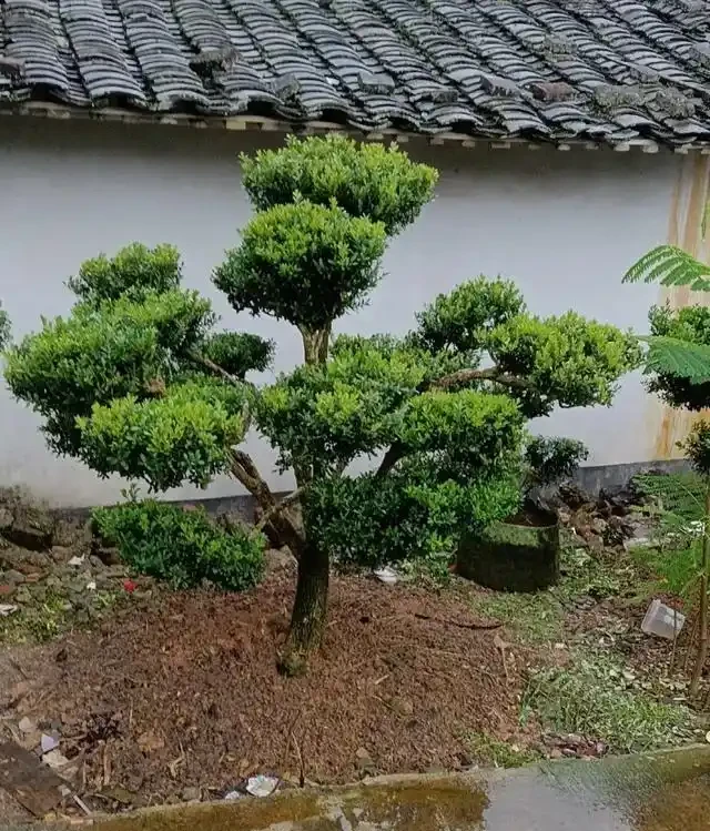 「院種六樹，十宅九富」，適合院子種植的6種樹，你家裡有嗎？