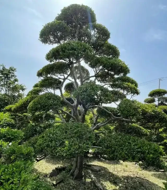 「院種六樹，十宅九富」，適合院子種植的6種樹，你家裡有嗎？