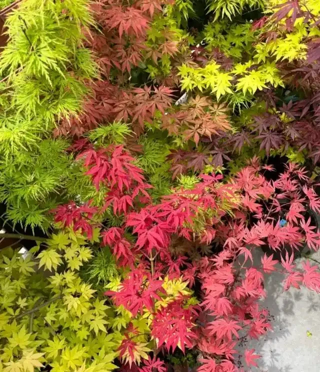 「院種六樹，十宅九富」，適合院子種植的6種樹，你家裡有嗎？