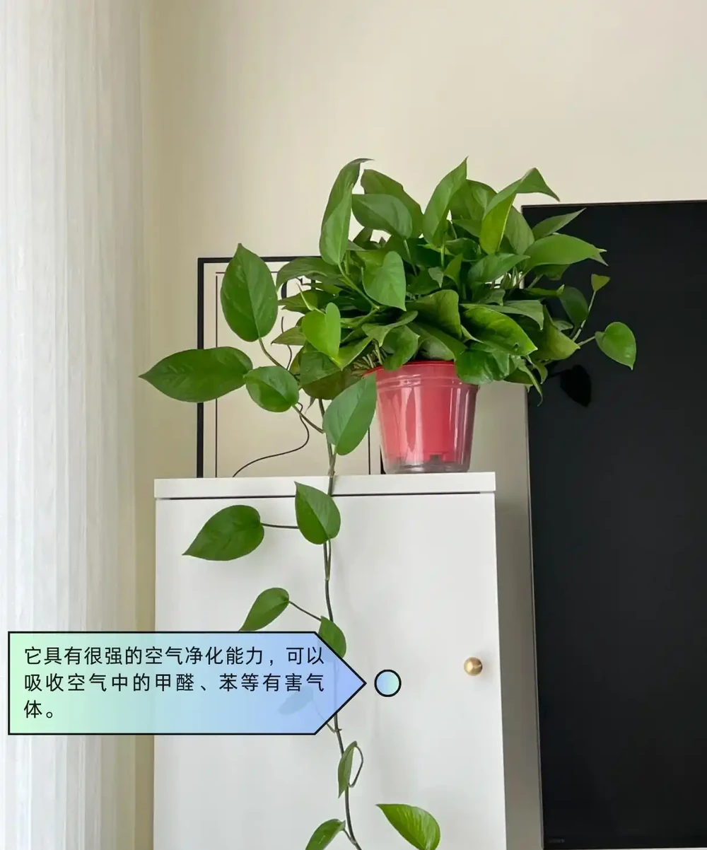適合臥室的綠植盤點