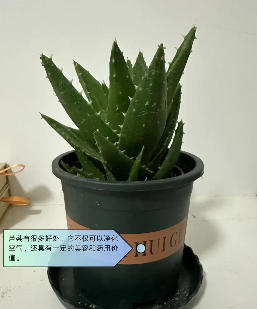 適合臥室的綠植盤點