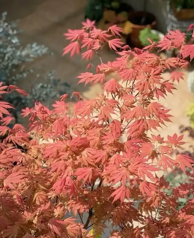 「院種六樹，十宅九富」，適合院子種植的6種樹，你家裡有嗎？