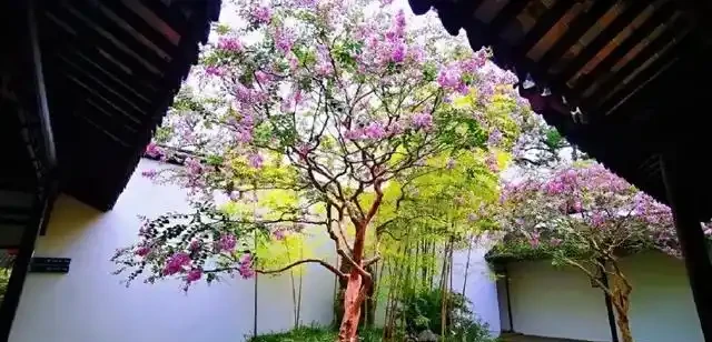 「院種六樹，十宅九富」，適合院子種植的6種樹，你家裡有嗎？