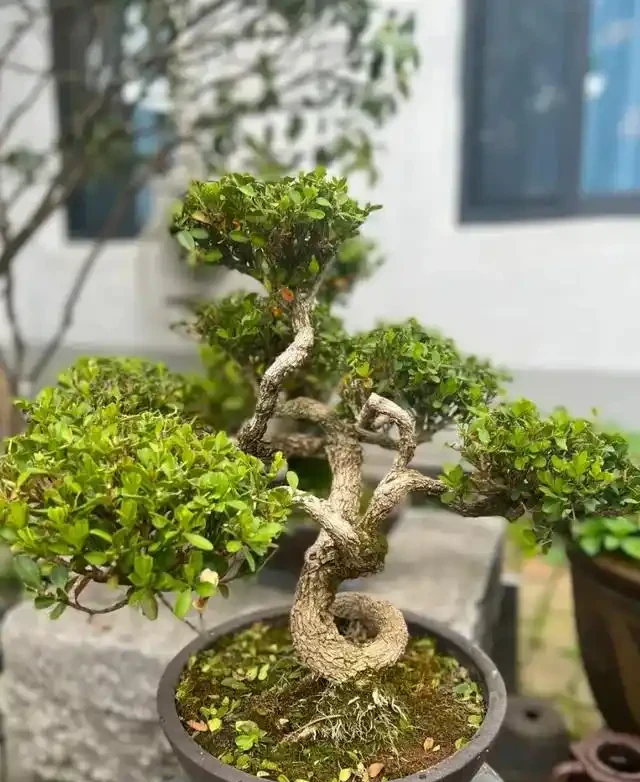 「院種六樹，十宅九富」，適合院子種植的6種樹，你家裡有嗎？