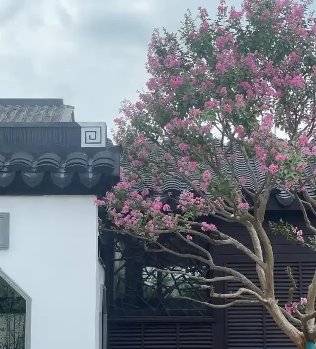 「院種六樹，十宅九富」，適合院子種植的6種樹，你家裡有嗎？