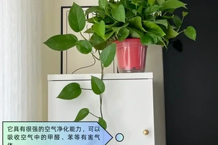適合臥室的綠植盤點