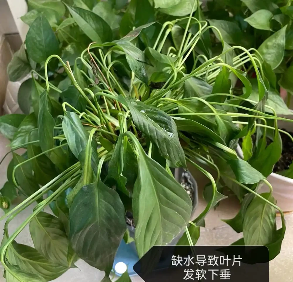 白鶴芋葉子下垂髮軟怎麼補救?主要是3個原因,對症進行解決