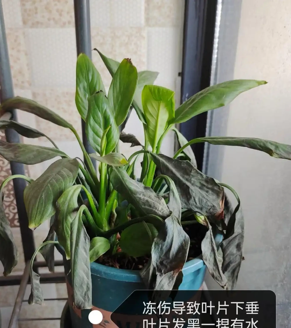 白鶴芋葉子下垂髮軟怎麼補救?主要是3個原因,對症進行解決