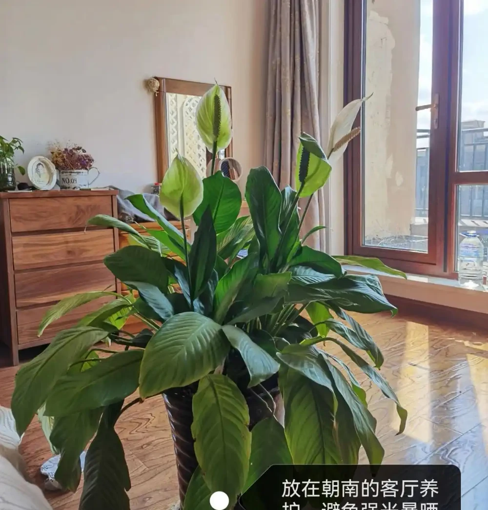 白鶴芋葉子下垂髮軟怎麼補救?主要是3個原因,對症進行解決