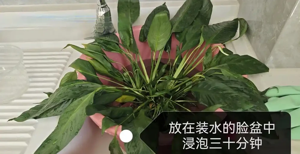 白鶴芋葉子下垂髮軟怎麼補救?主要是3個原因,對症進行解決