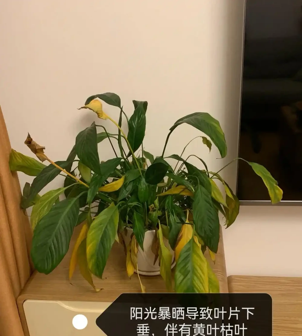 白鶴芋葉子下垂髮軟怎麼補救?主要是3個原因,對症進行解決