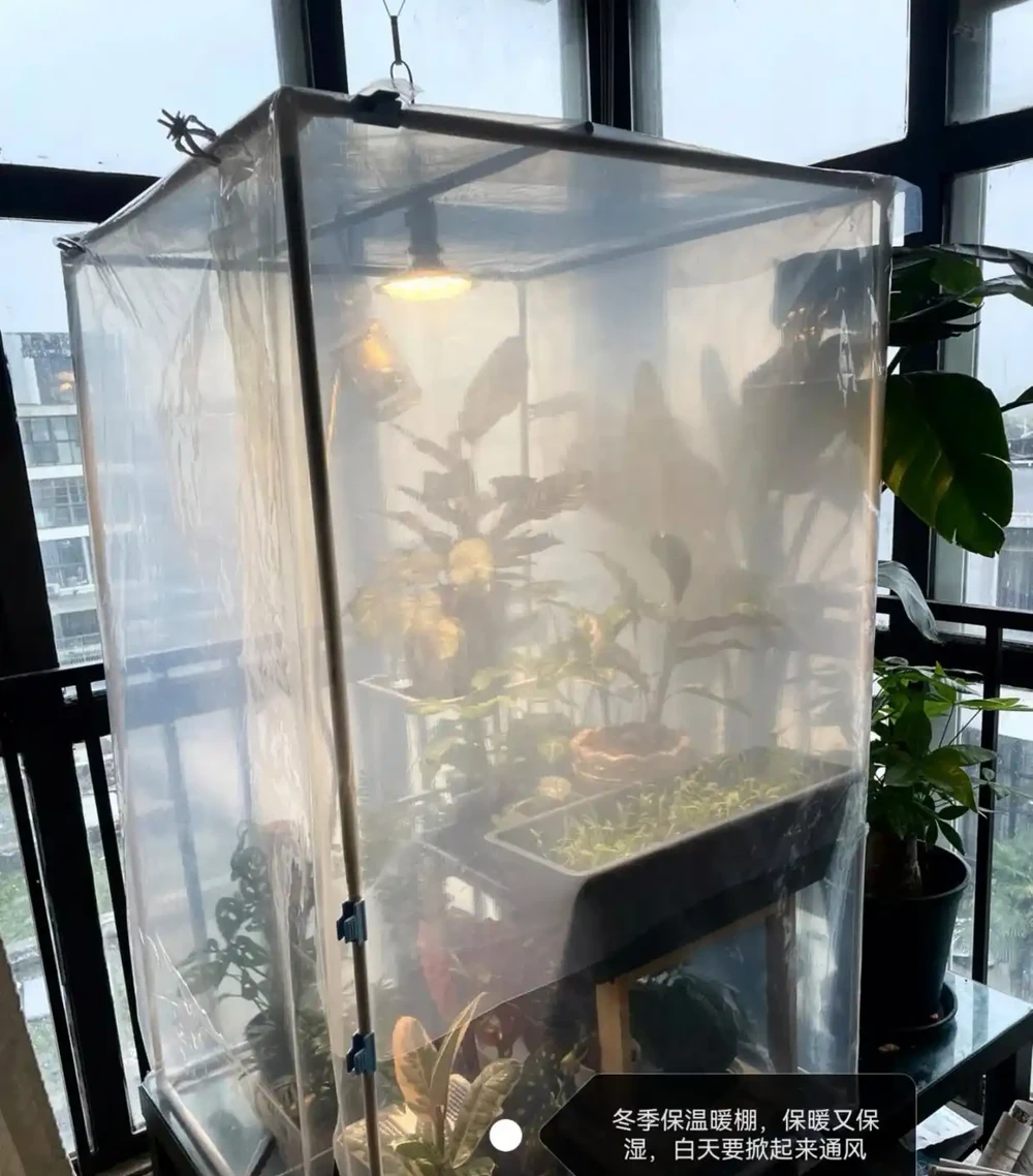 白鶴芋葉子下垂髮軟怎麼補救?主要是3個原因,對症進行解決