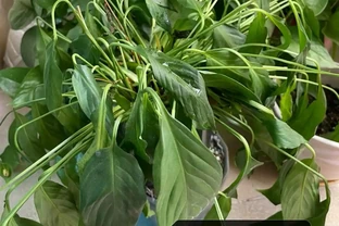 白鶴芋葉子下垂髮軟怎麼補救？主要是3個原因，對症進行解決