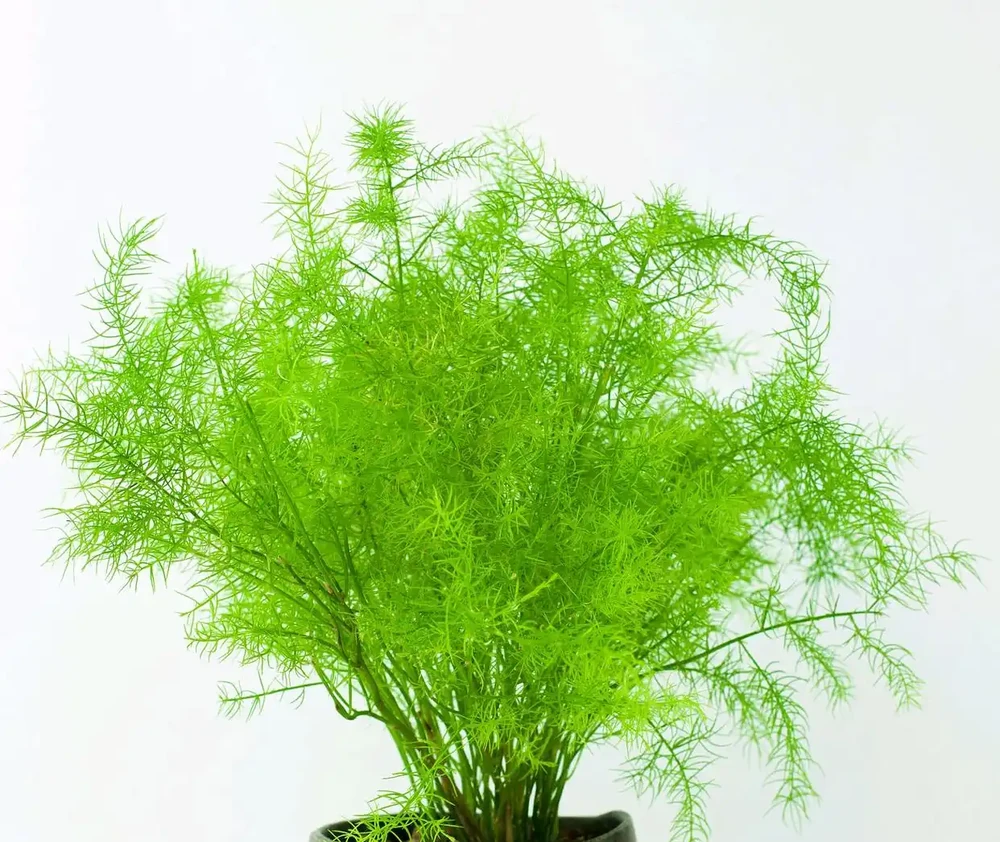 什麼花喜陰耐寒好養?推薦6種居家綠植,打造綠意盎然家園