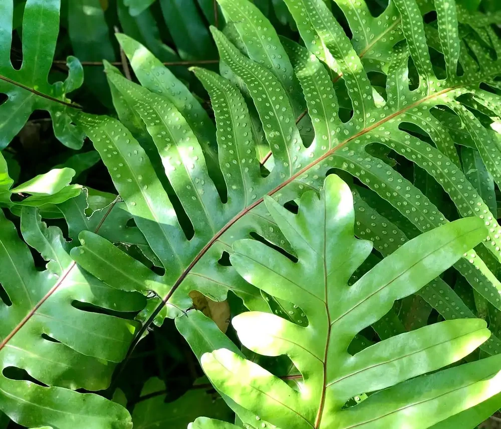 什麼花喜陰耐寒好養?推薦6種居家綠植,打造綠意盎然家園