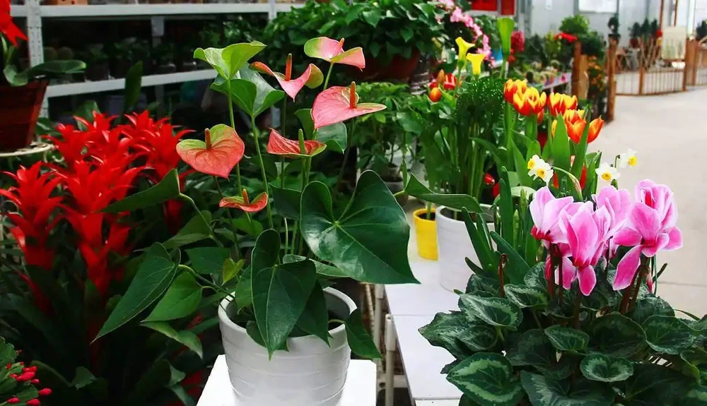 什麼花喜陰耐寒好養?推薦6種居家綠植,打造綠意盎然家園