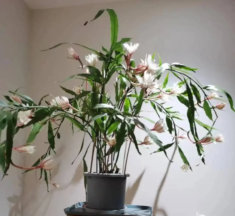 秋雨一陣一陣,插枝6種花,一週長出大白根,簡單又好活