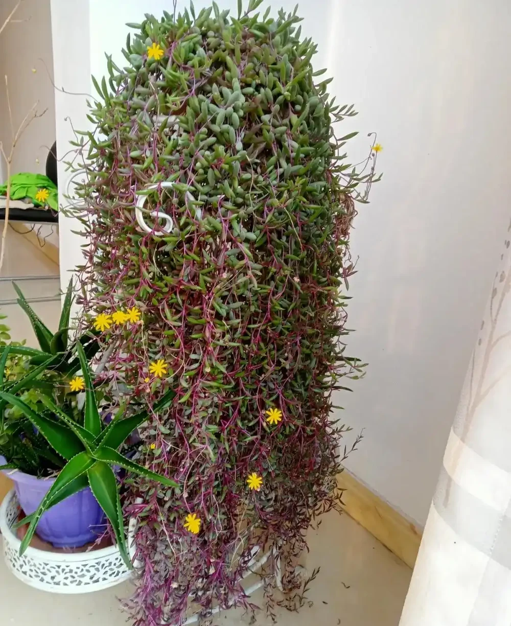 秋雨一陣一陣,插枝6種花,一週長出大白根,簡單又好活