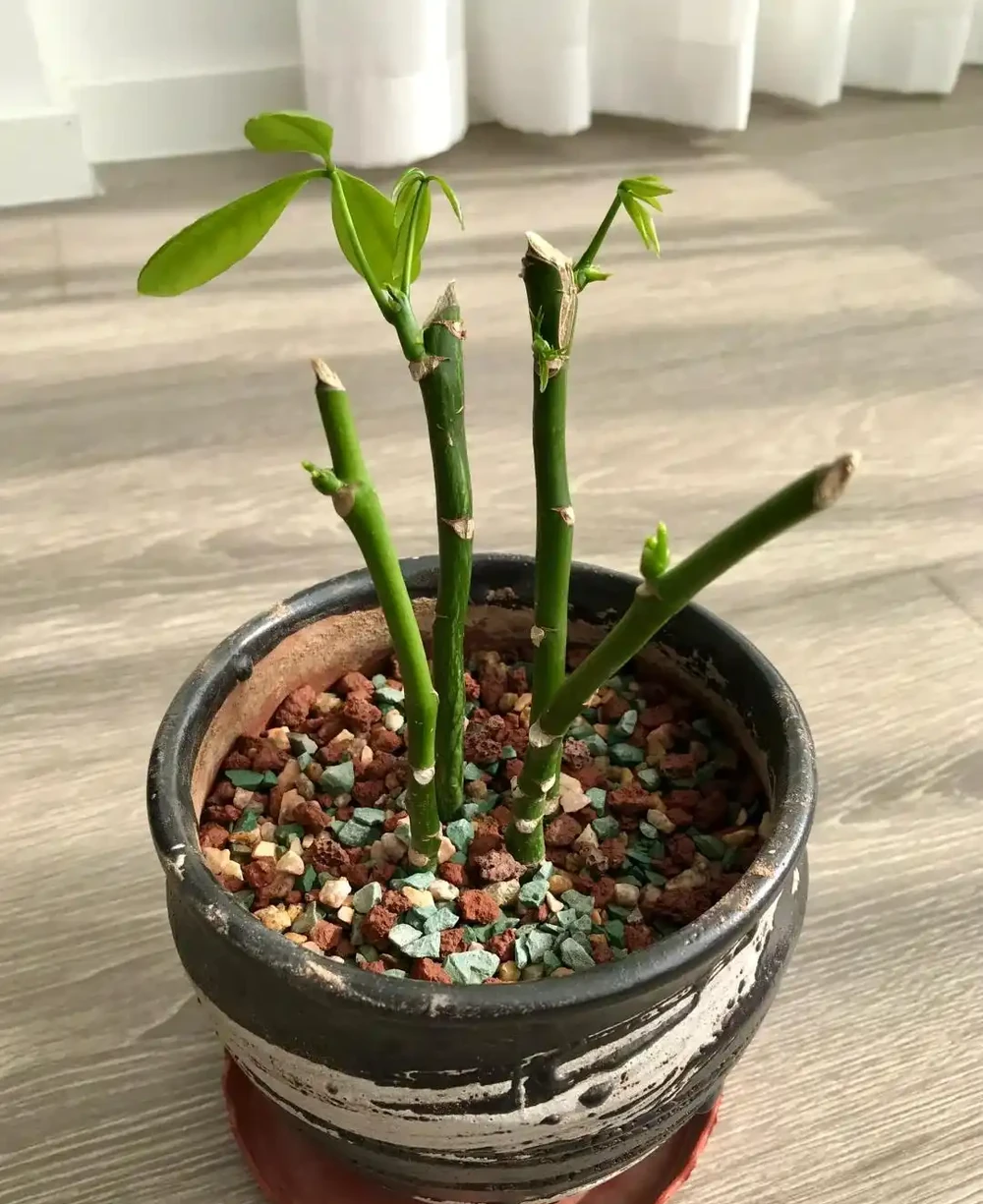 秋雨一陣一陣,插枝6種花,一週長出大白根,簡單又好活