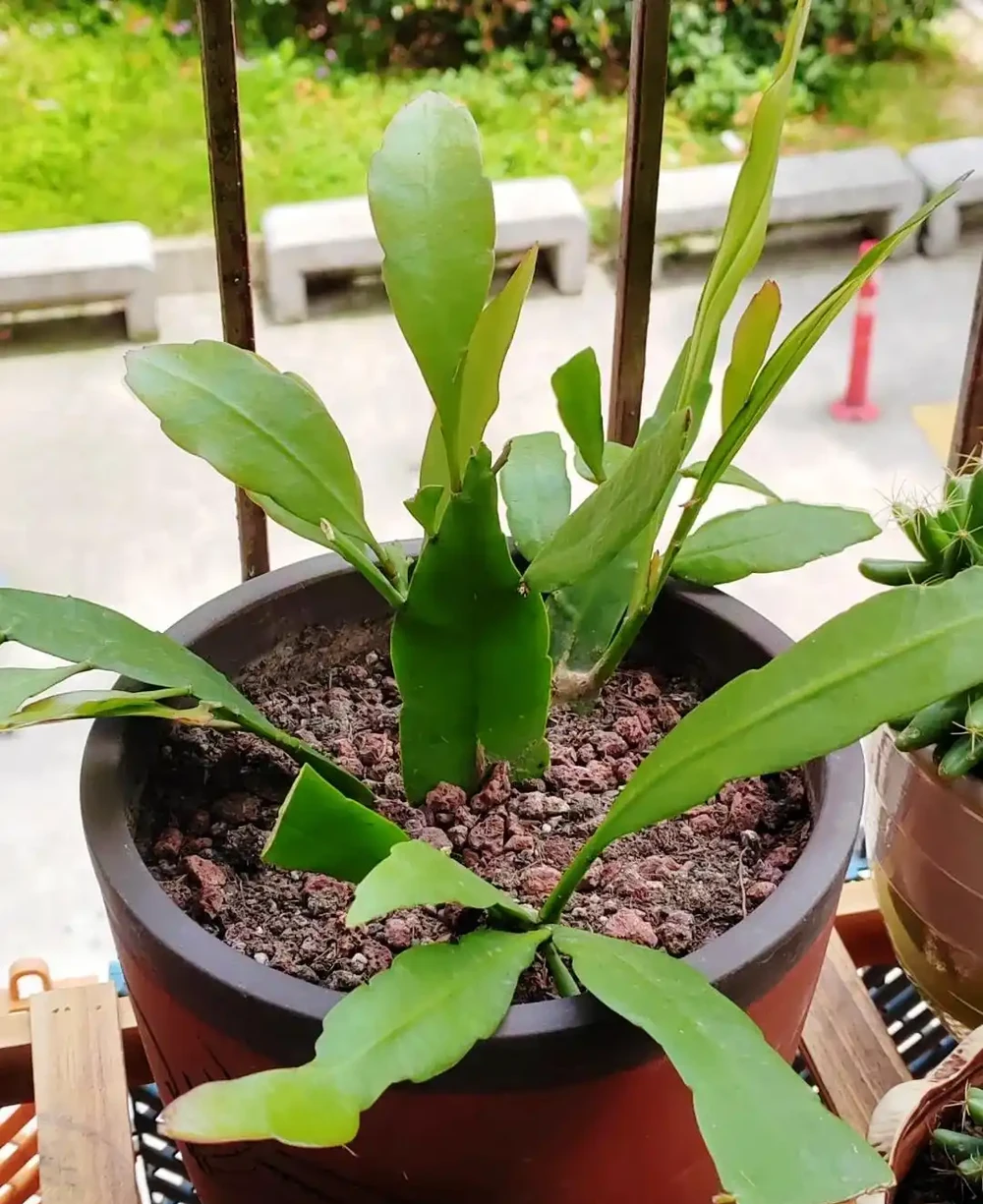秋雨一陣一陣,插枝6種花,一週長出大白根,簡單又好活