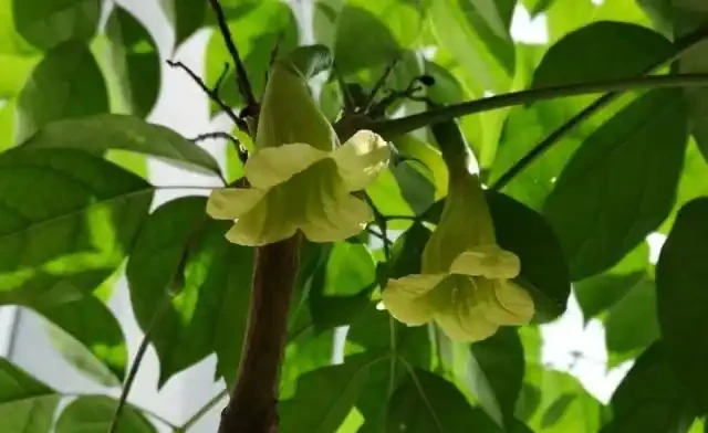 養幸福樹,有「4點」很重要,枝葉常年綠油油,幸福每一天